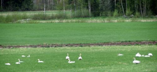 Cygnes sauvages