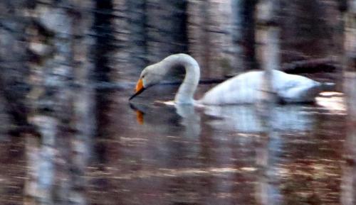 Cygne