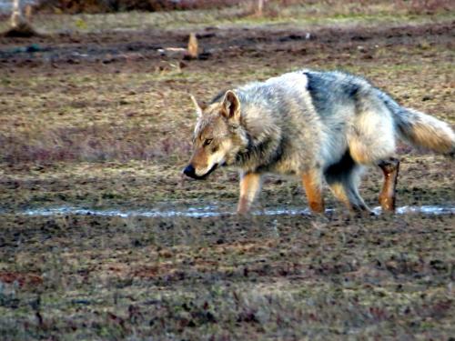 Loup