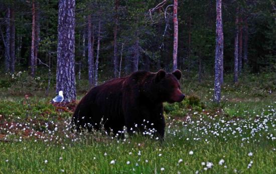 Finlande ours male dans le coton arctique
