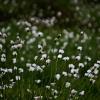 Fleurs de la toundra coton arctique
