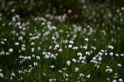 Fleurs de la toundra coton arctique