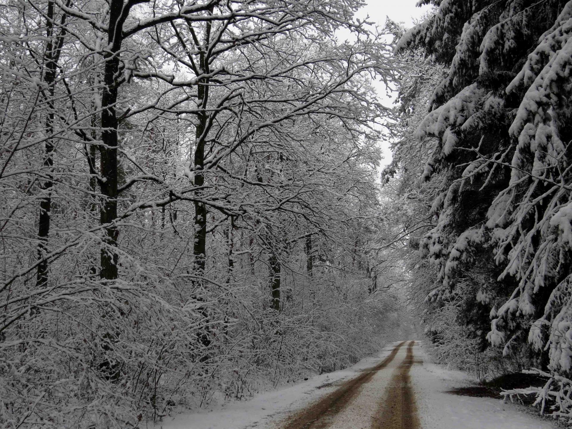 Pologne - Bialowieza