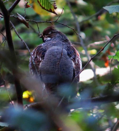 Gelinotte des bois foret bialowieza