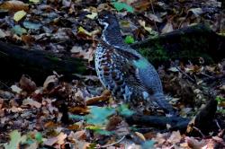 Gelinotte des bois foret bialowieza2