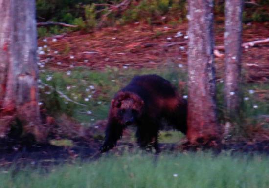 Glouton rescape d une attaque de loup finlande 2