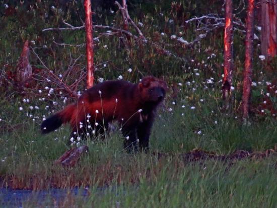 Glouton rescape d une attaque de loup finlande carelie 1