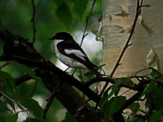 Gobemouche noir finlande