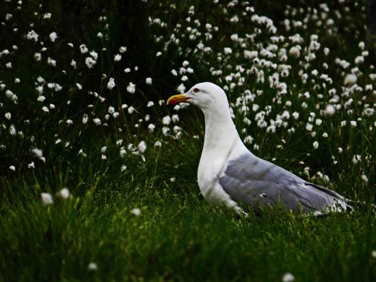 Goeland argente finlande carelie