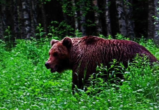 Grand male brutus ours carelie finlande