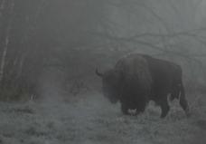Grand male dans la brume bison d europe c 1