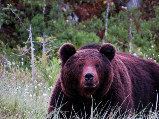 Grand male ours carelie finlande