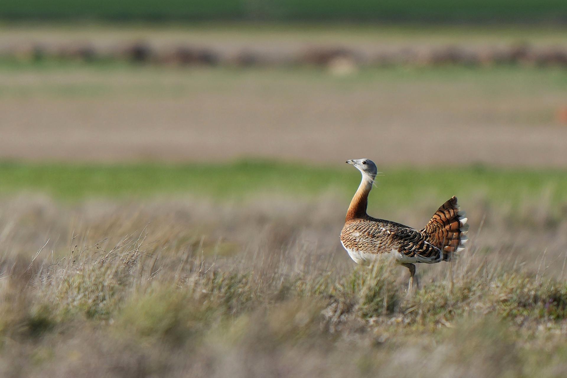 voyage ornithologique espagne