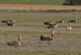 Groupe d outarde barbue au matin