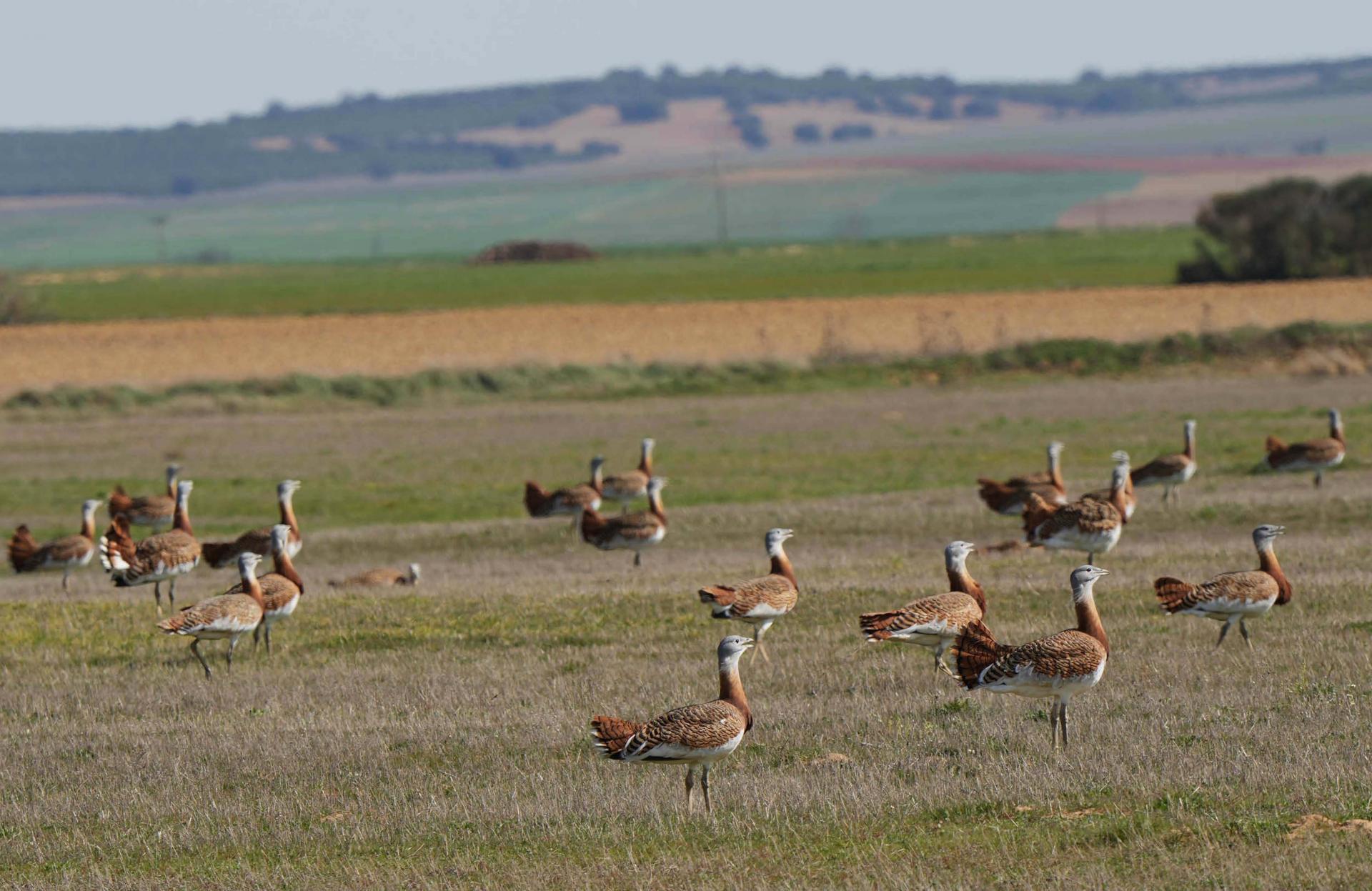 voyage ornithologique espagne