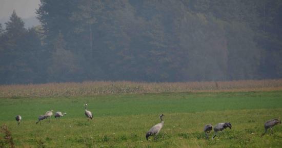 Grues biebrza