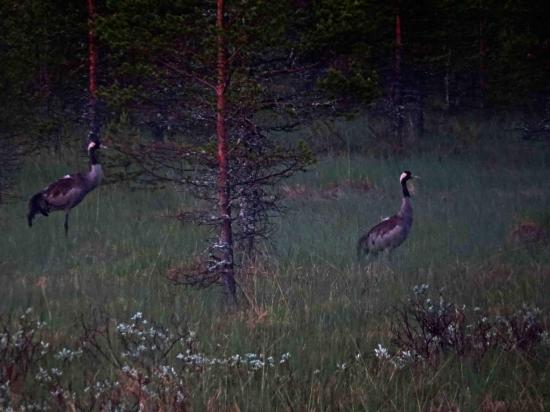 Grues cendrees carelie finlande