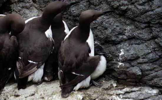 Guillemot de troil ecosse