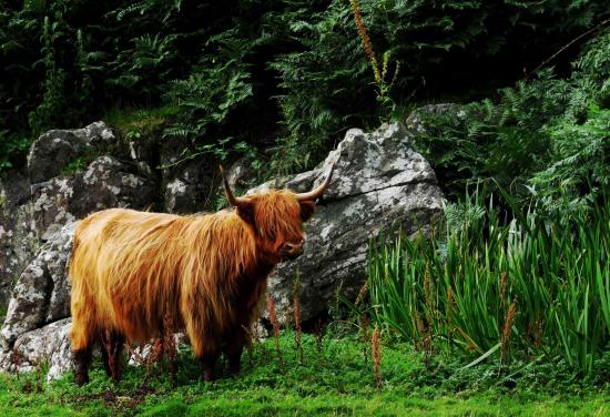 Highland cattle