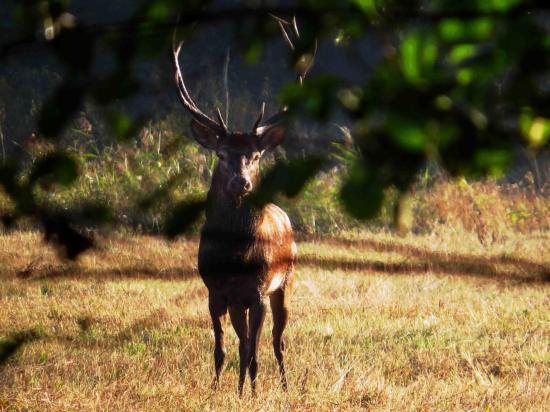 Cerf Forêt Bialowieza 4