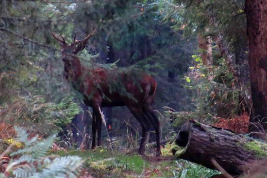 Cerf Forêt Bialowieza 3