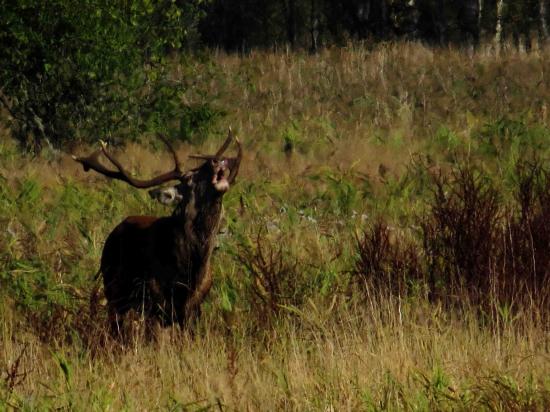 Cerf bramant Forêt Bialowieza 1