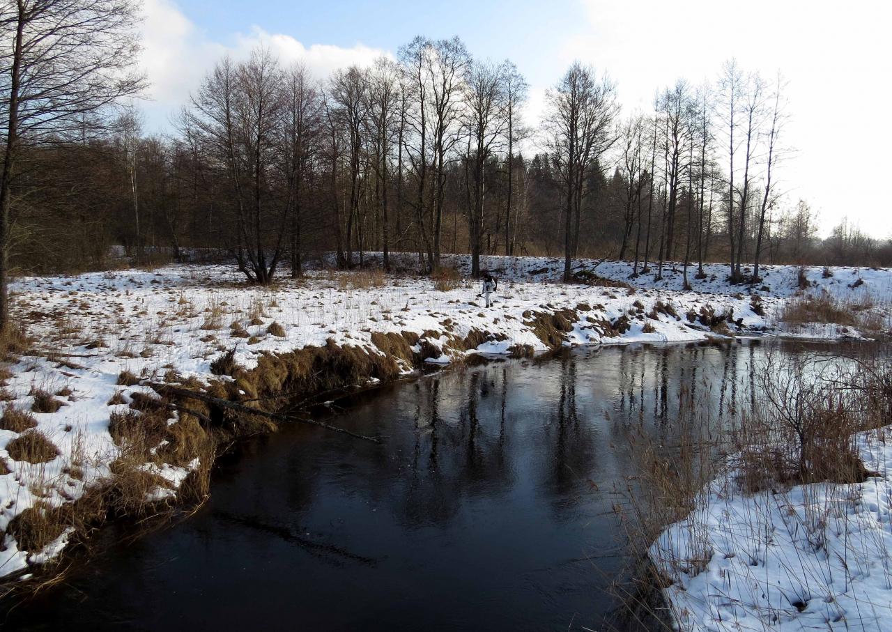 Bialowieza en hiver