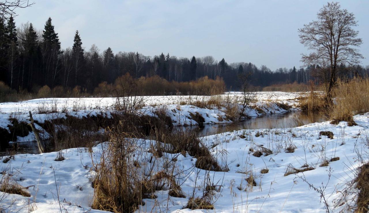 Bialowieza en hiver