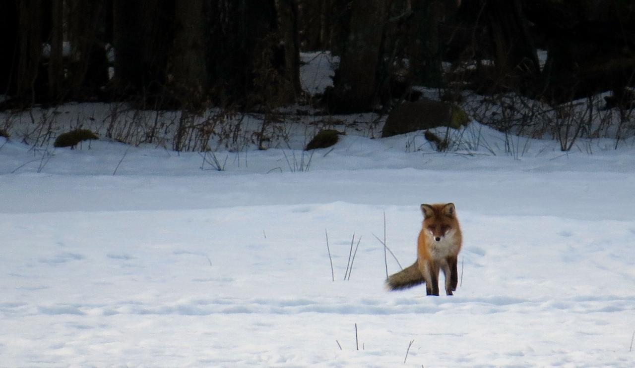 Bialowieza en hiver