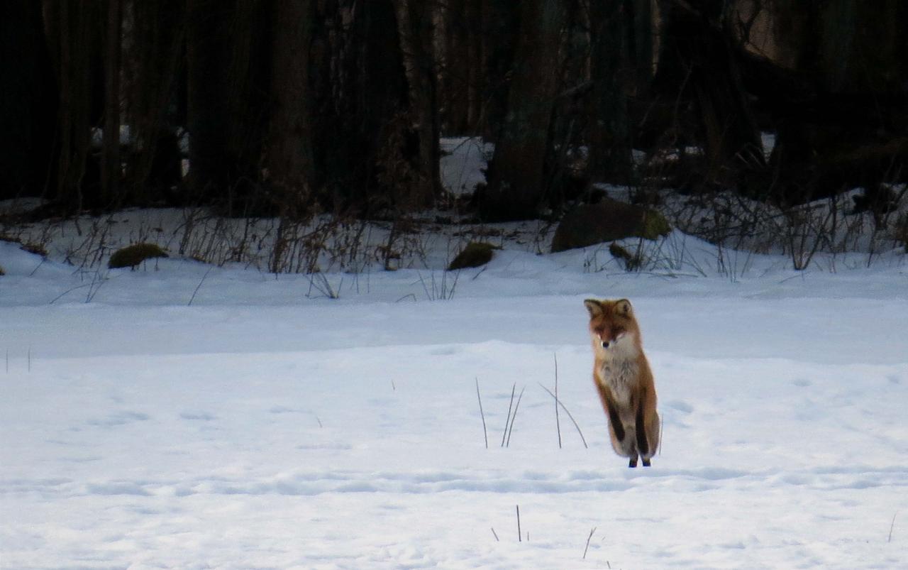 Bialowieza en hiver