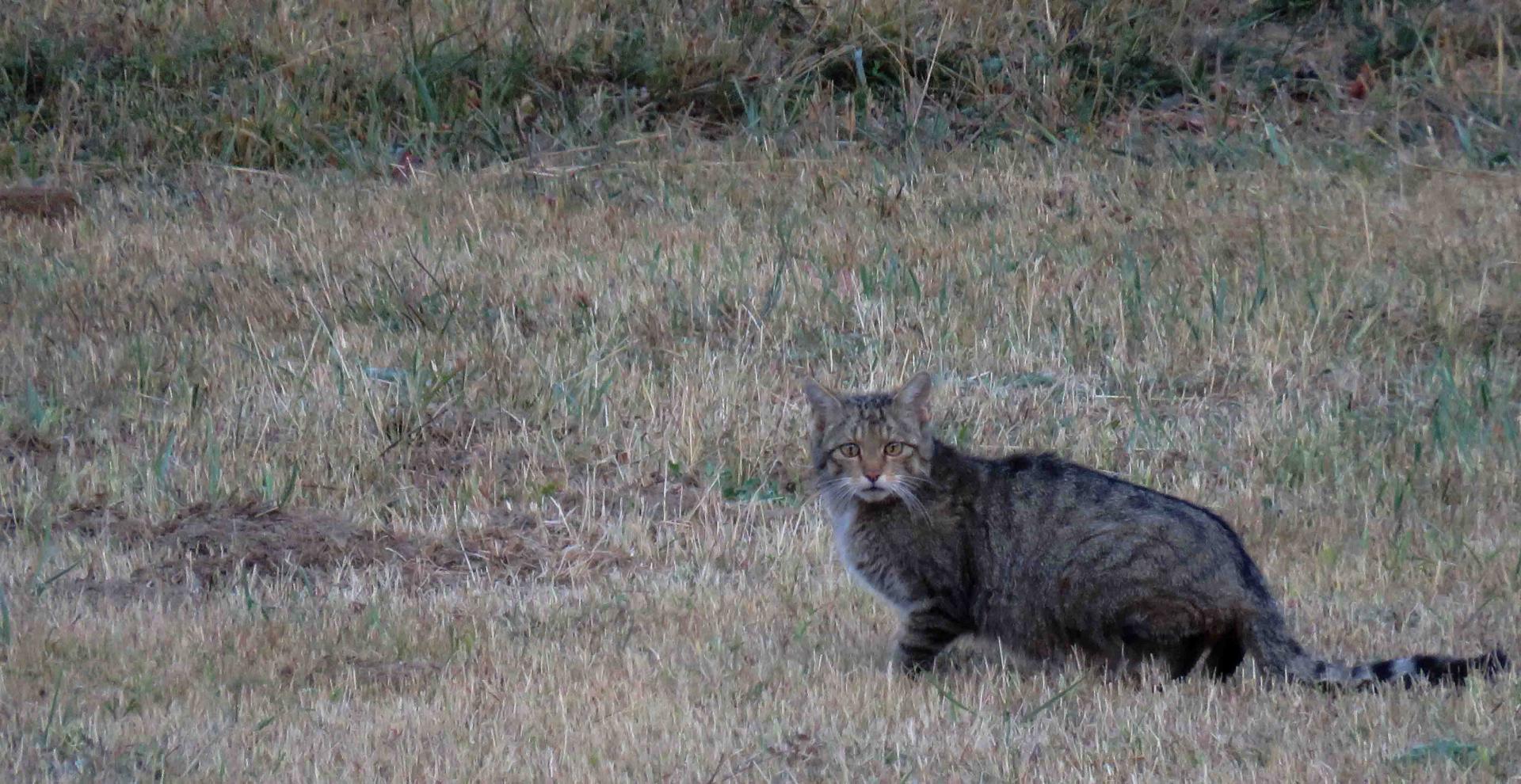 Eté Espagne Chats sauvages loups... à la demande