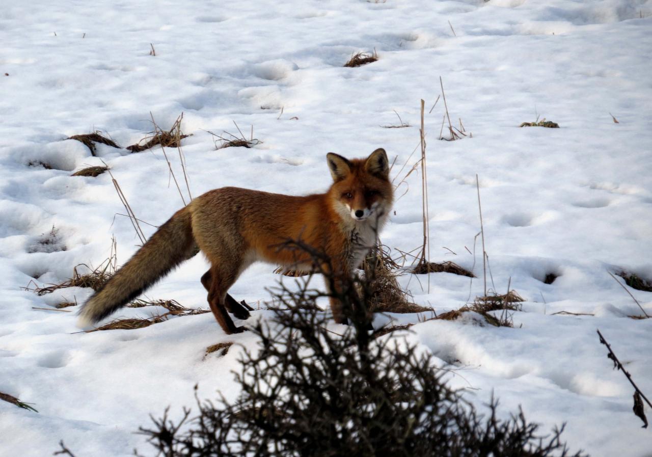 Bialowieza en hiver