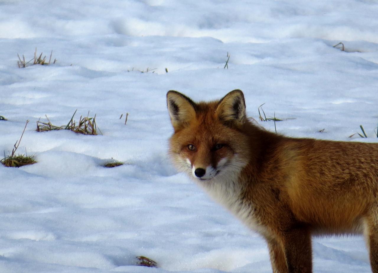 Bialowieza en hiver