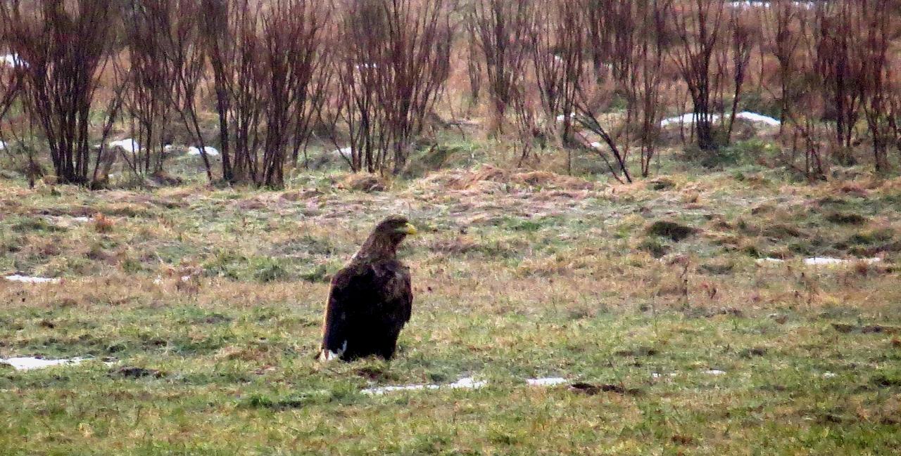 Bialowieza en hiver