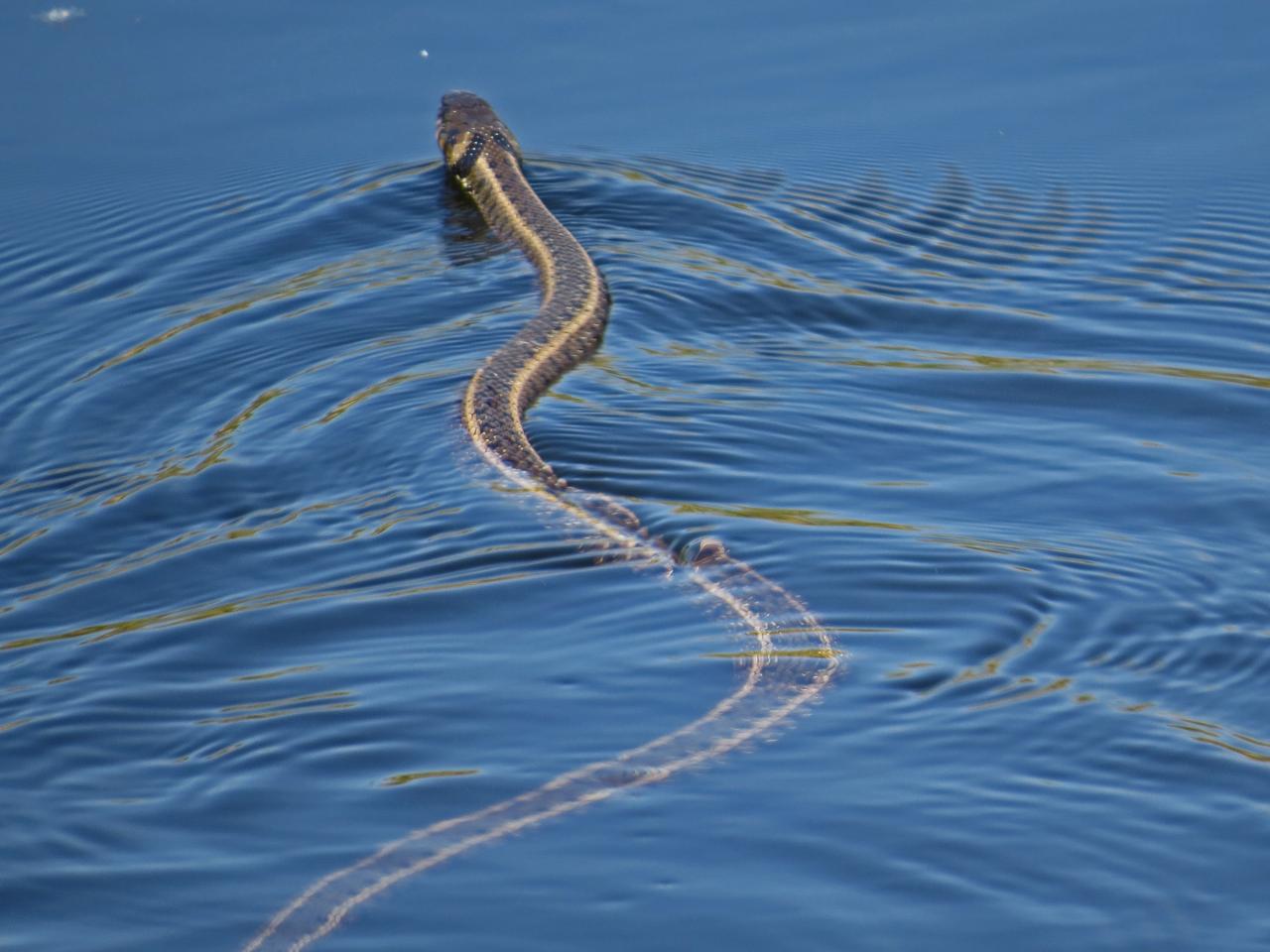 Le Delta du Danube