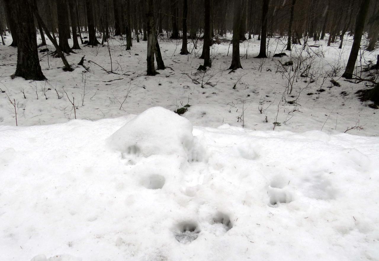 Bialowieza en hiver