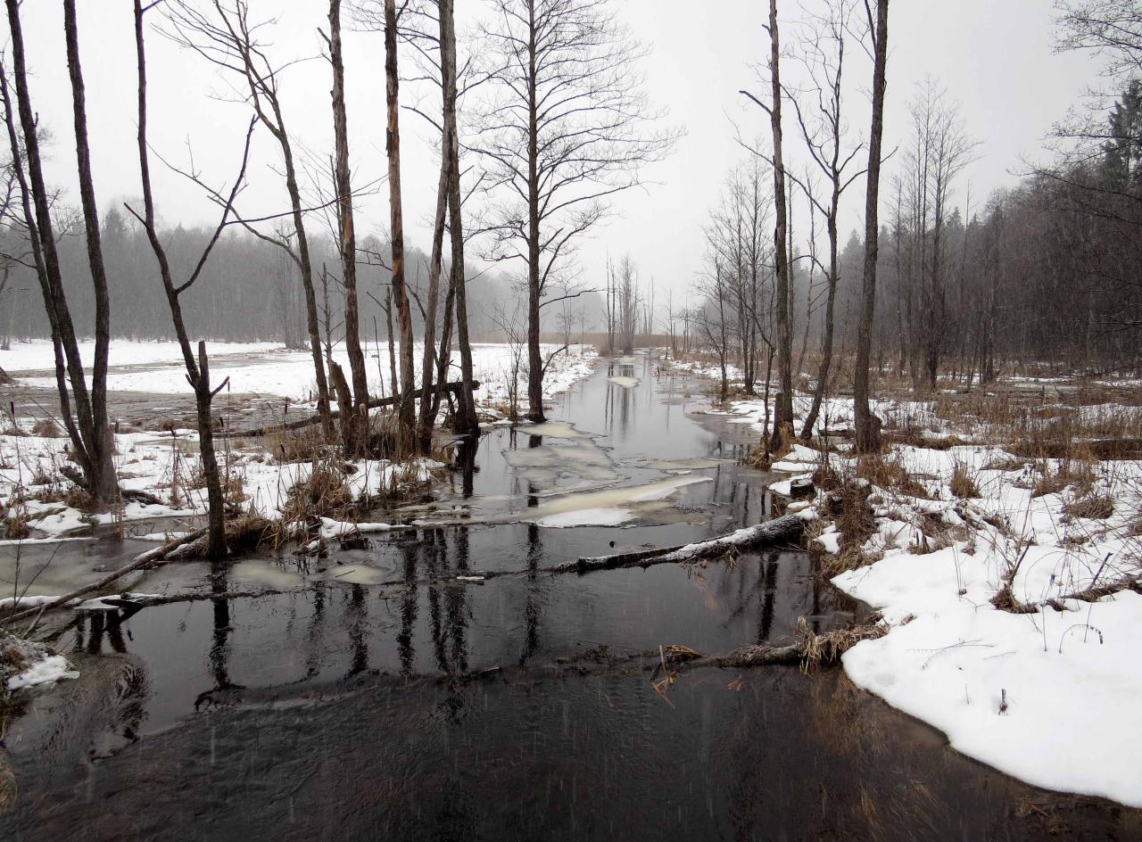 Bialowieza en hiver