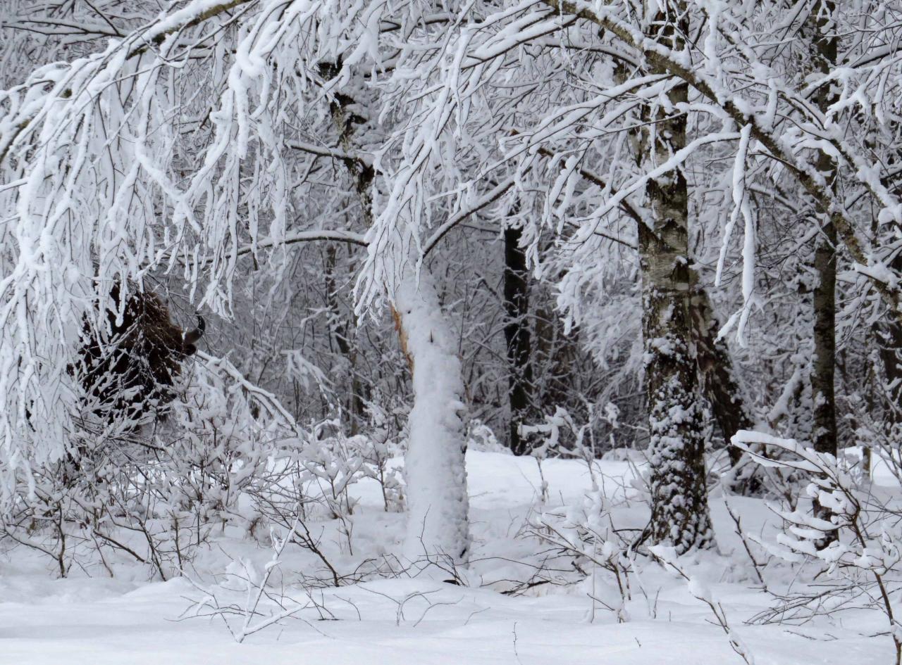 Bialowieza en hiver