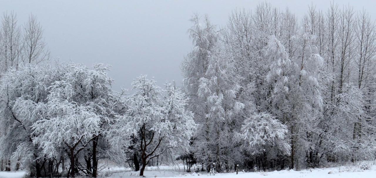 Bialowieza en hiver