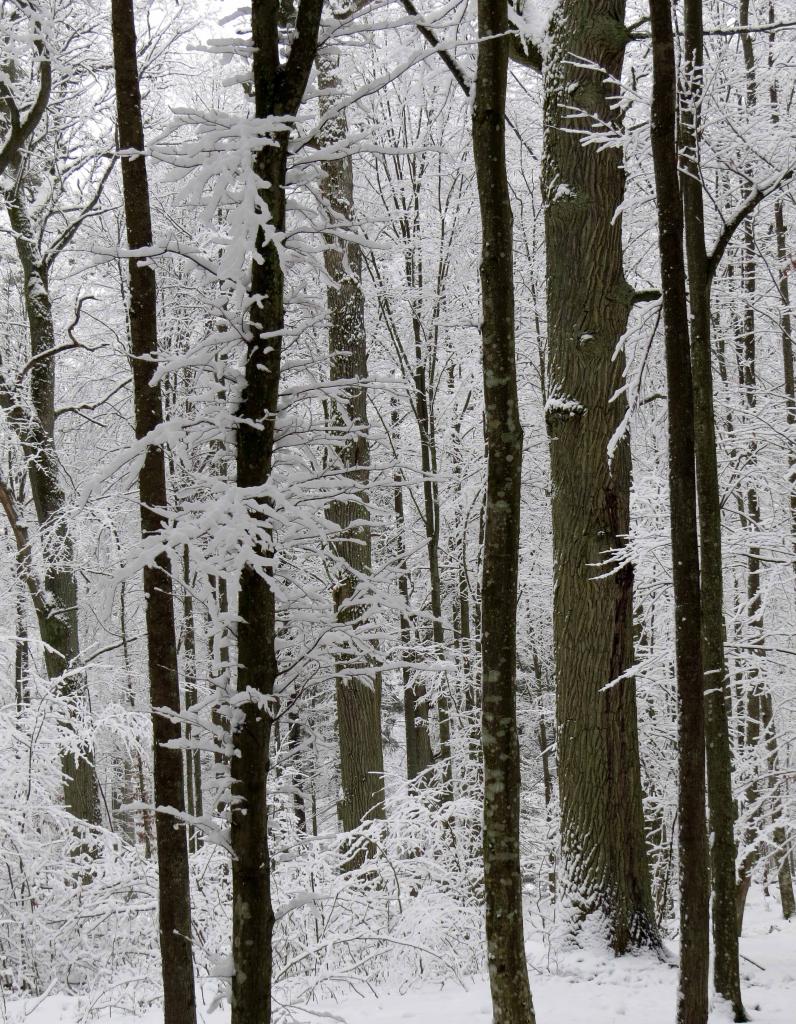 Bialowieza en hiver