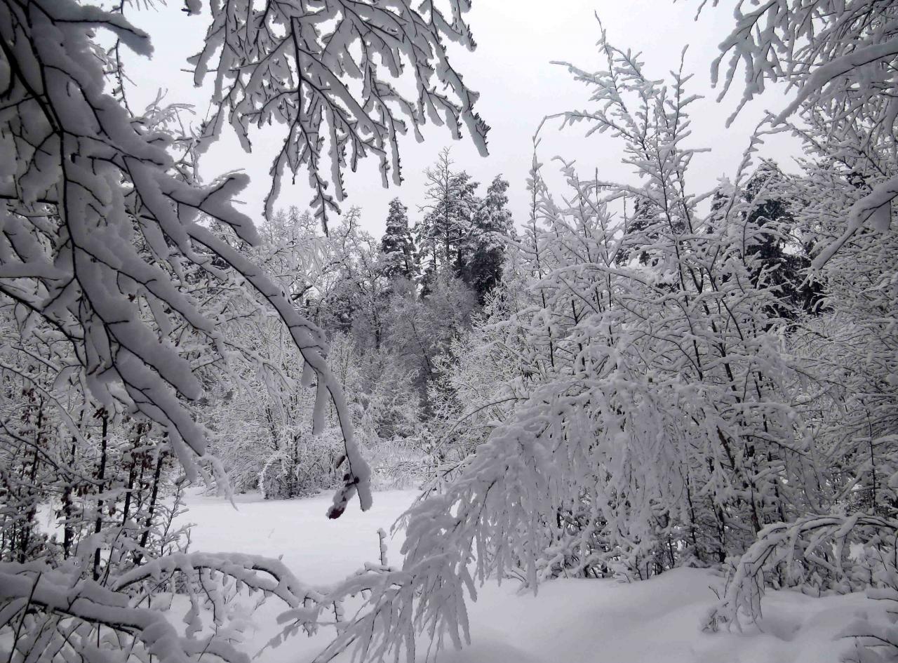 Bialowieza en hiver