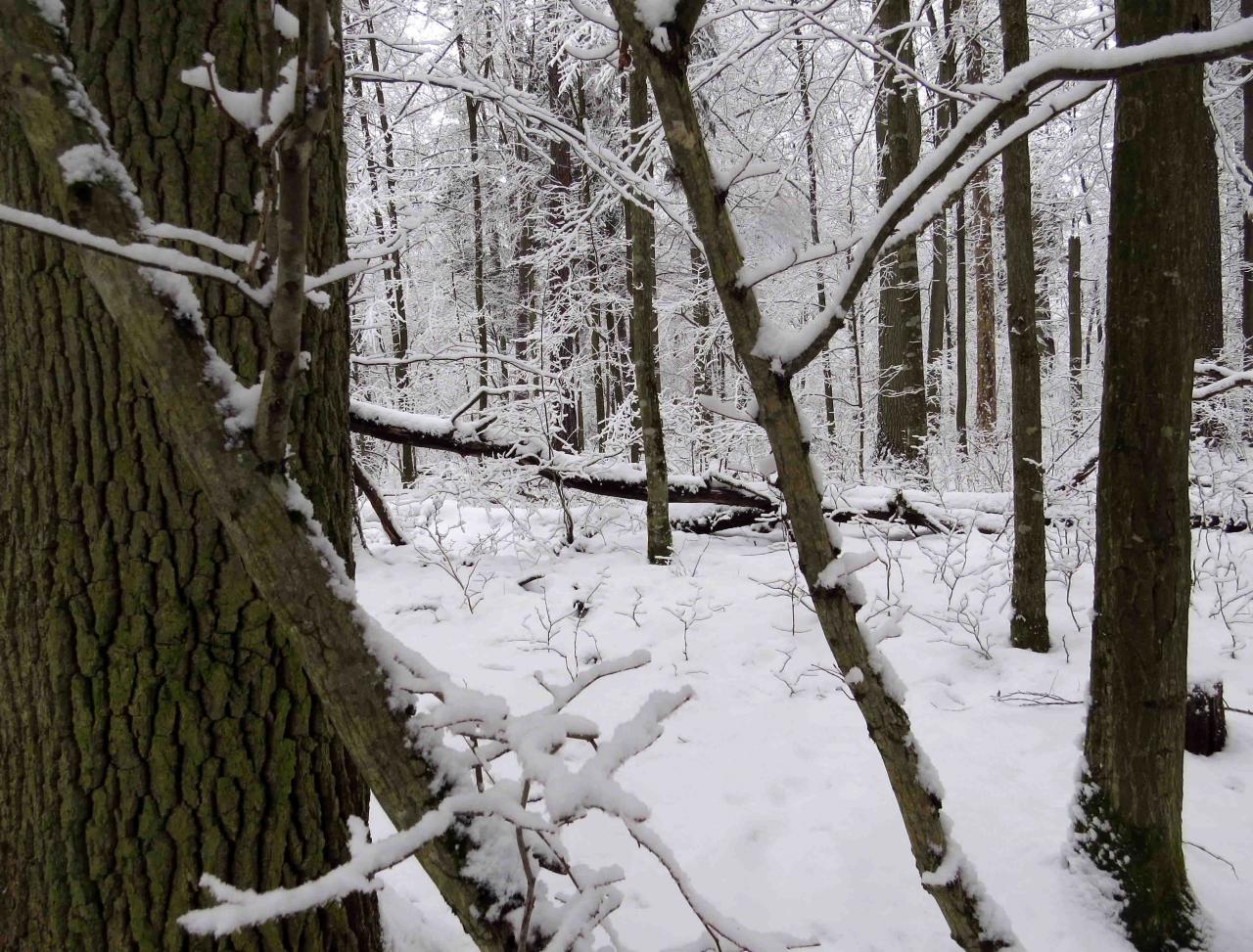 Bialowieza en hiver