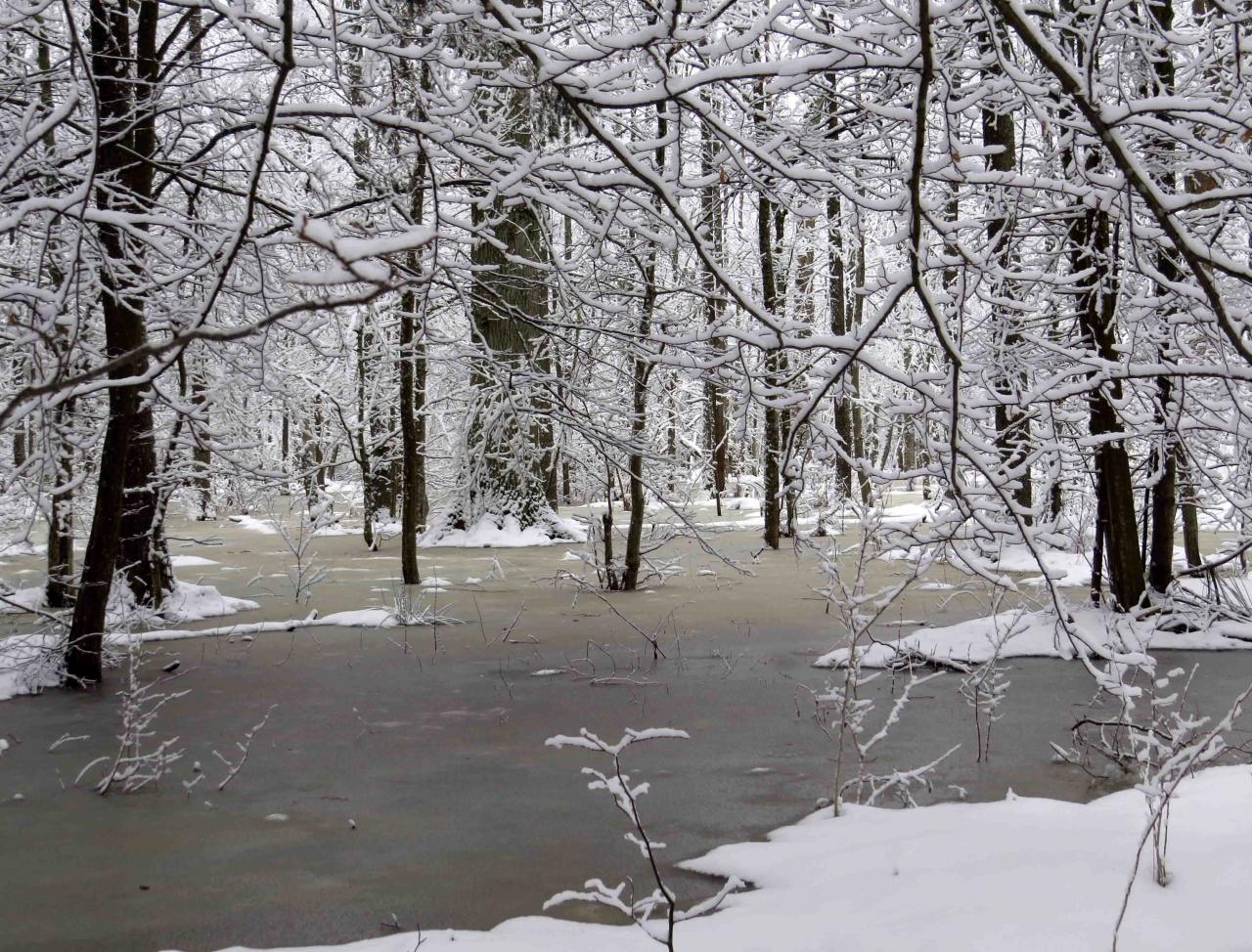 Bialowieza en hiver