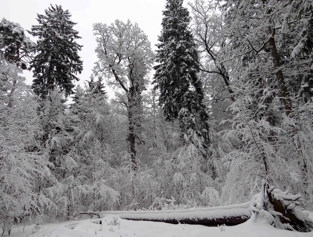 Bialowieza en hiver