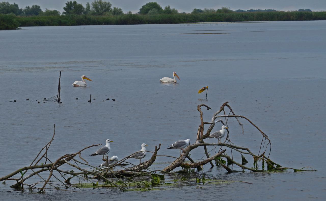 Le Delta du Danube