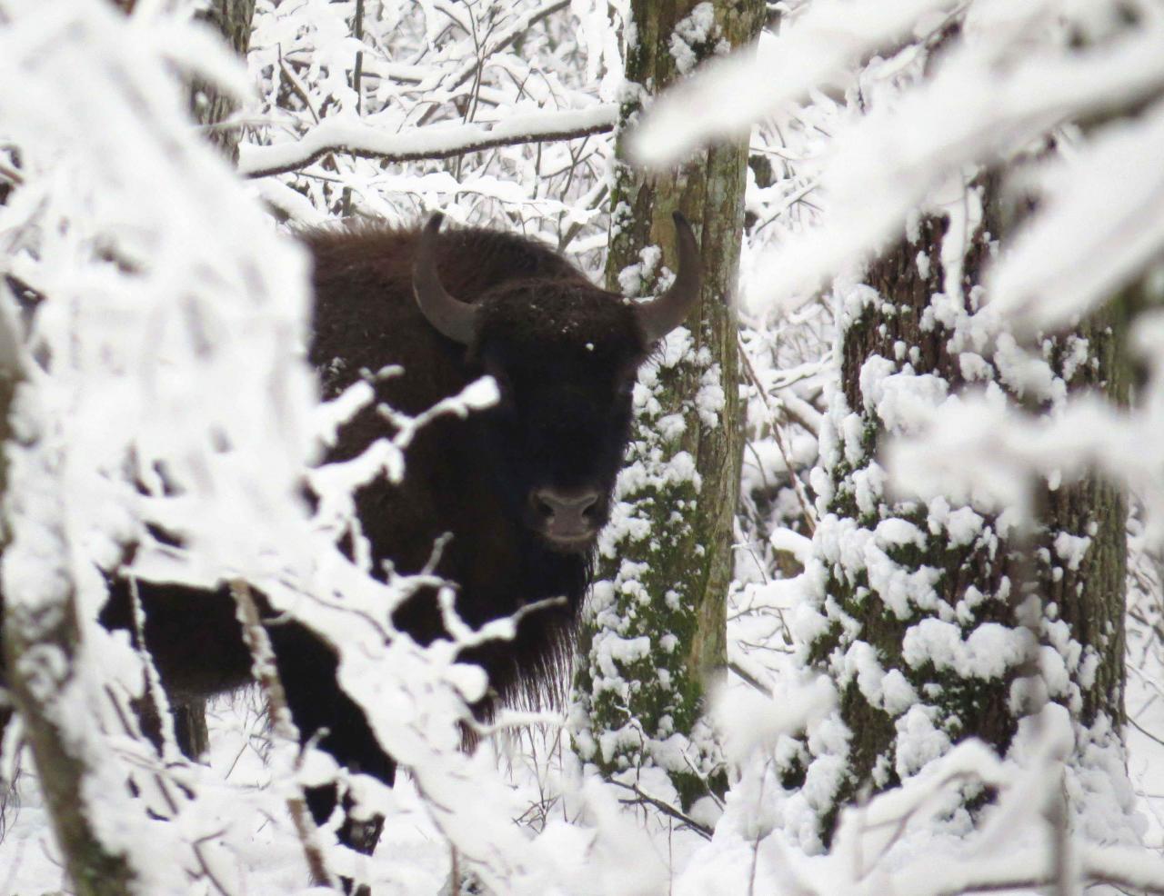 Bialowieza en hiver