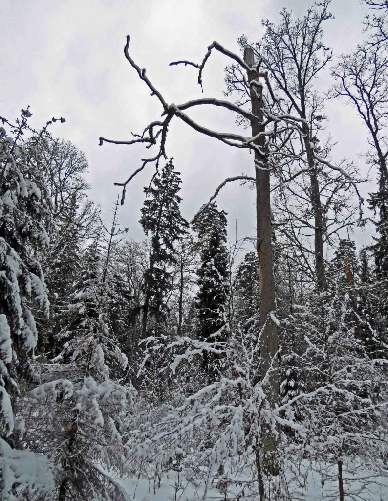 Bialowieza en hiver