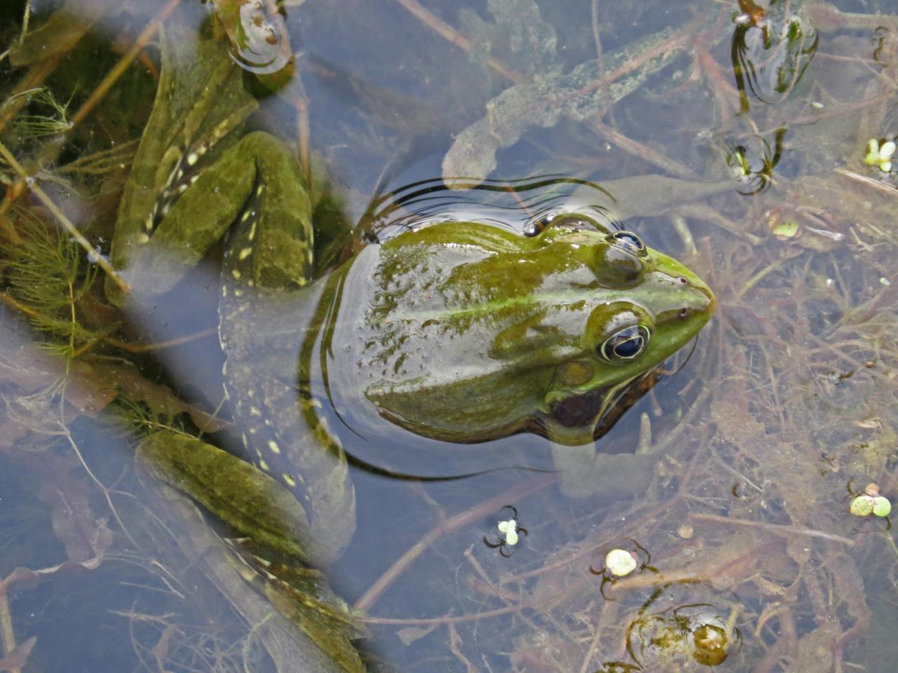 Le Delta du Danube