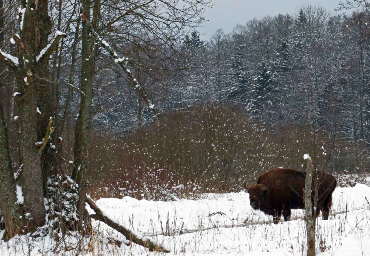 Bialowieza en hiver