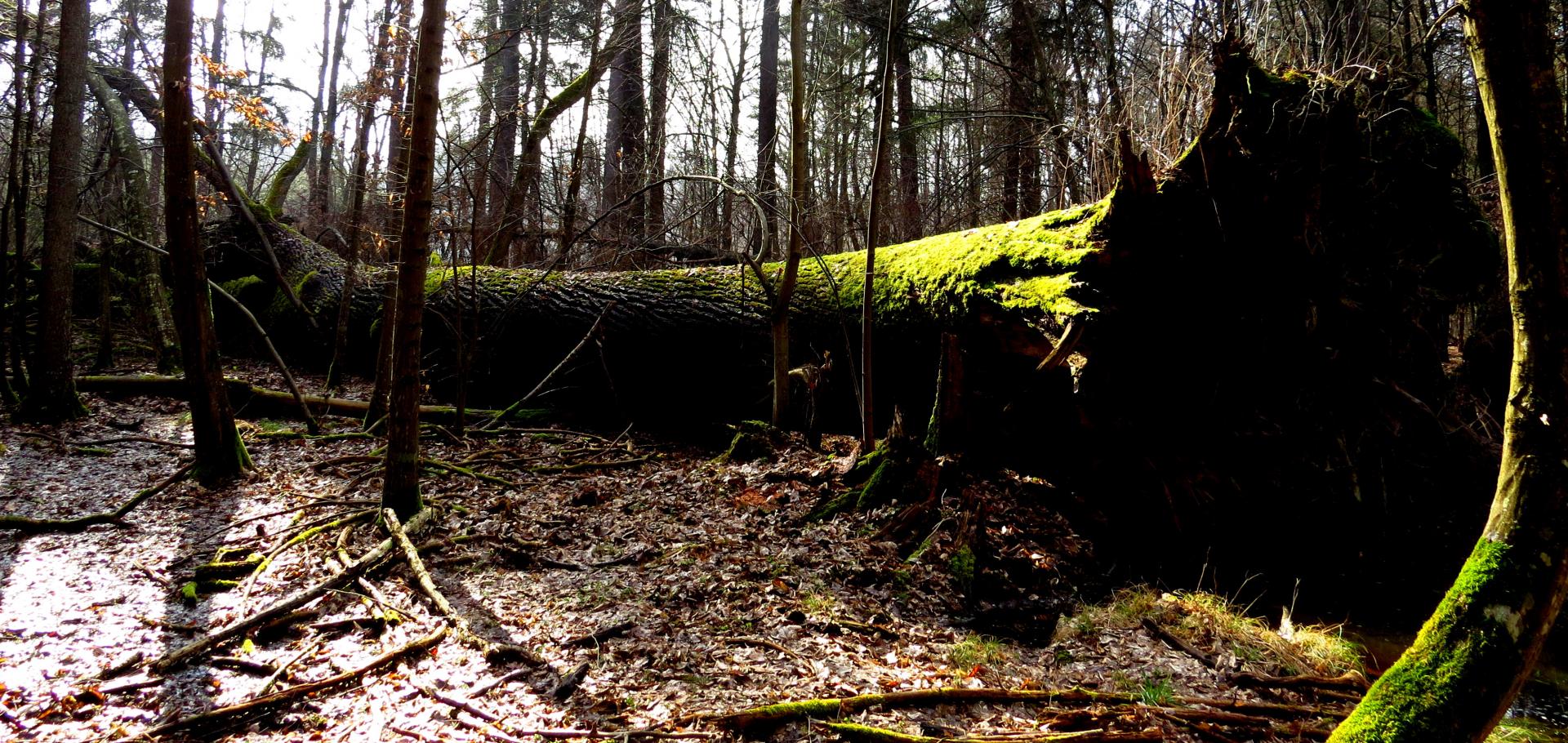 Printemps Pologne Bialowieza Foret impériale du 7 au 18 avril 2017
